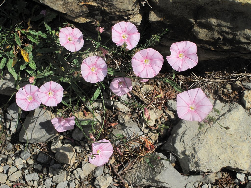Convolvulus cantabrica